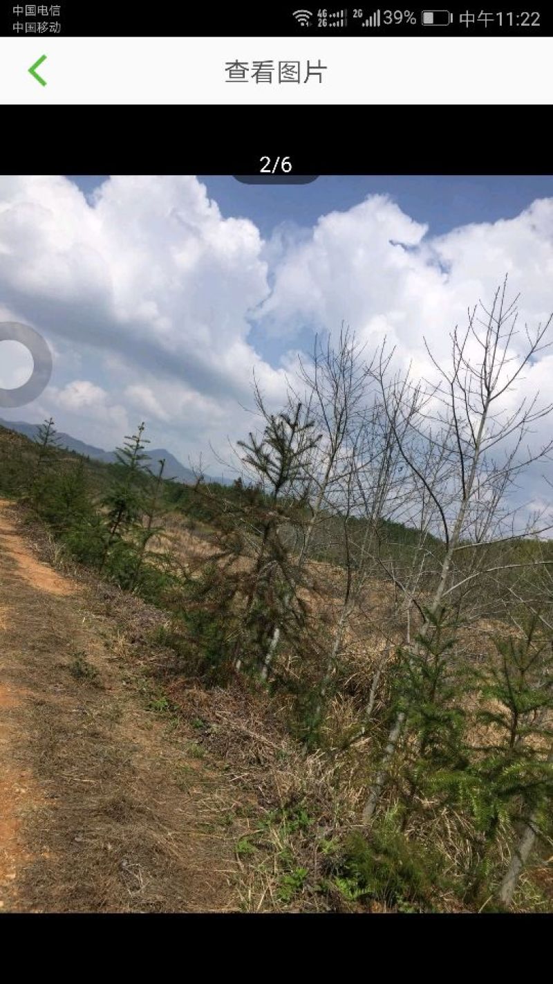 500亩公益林出租