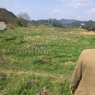 220亩旱地出租