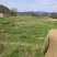220亩旱地出租