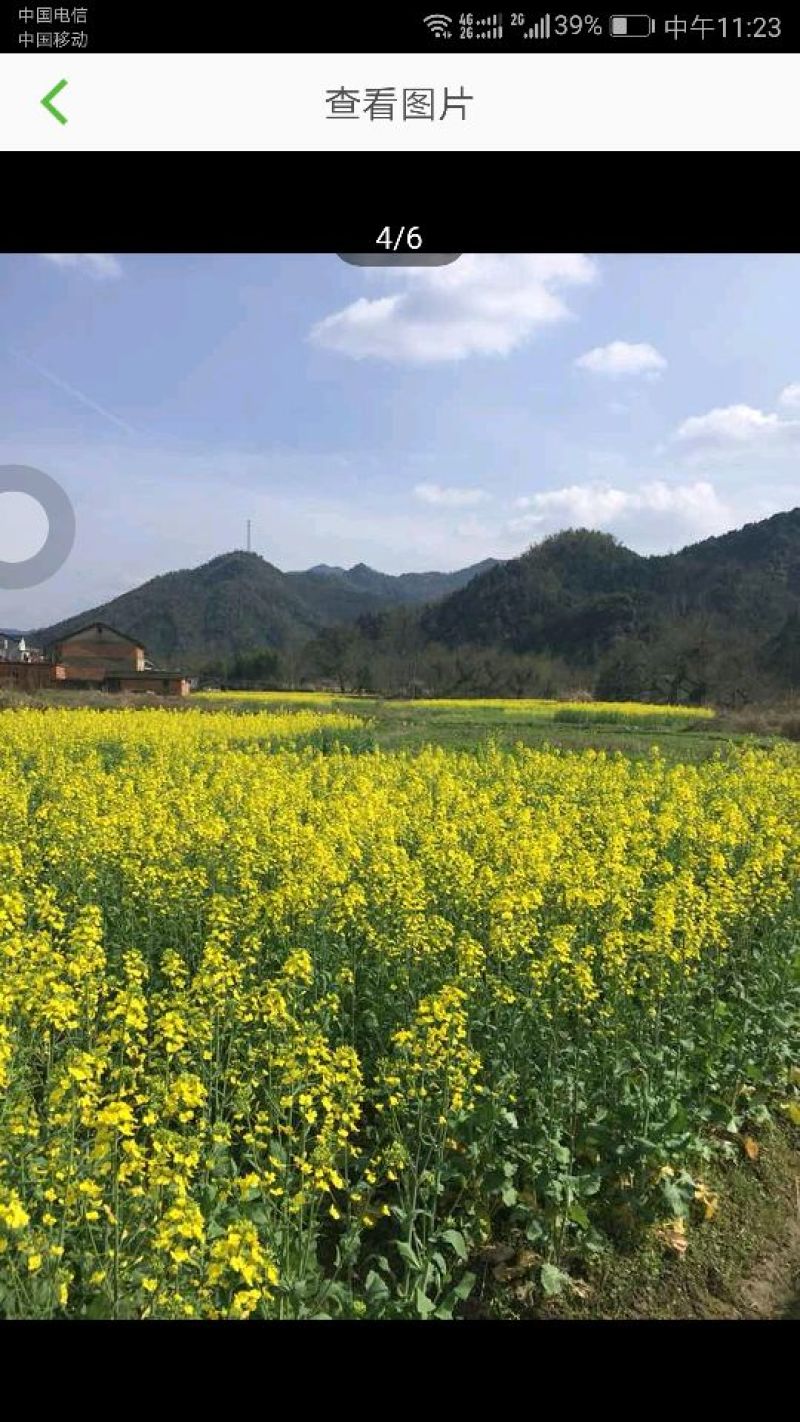 220亩旱地出租