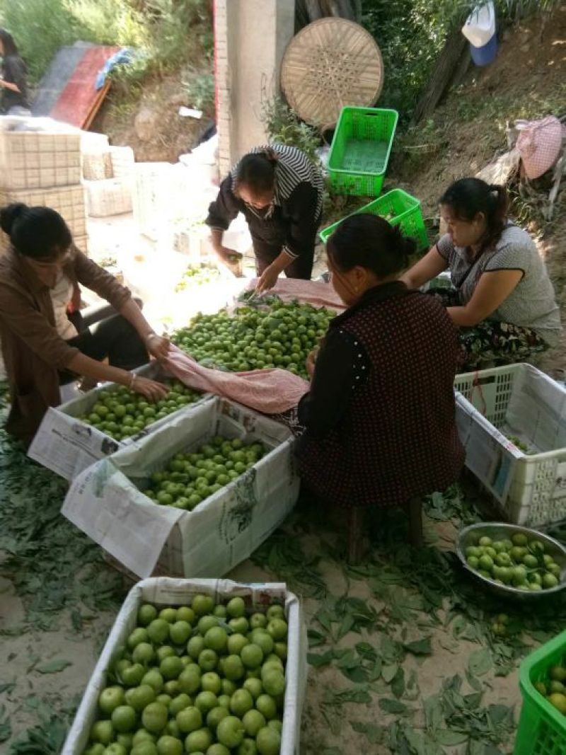 青脆李大面积上市