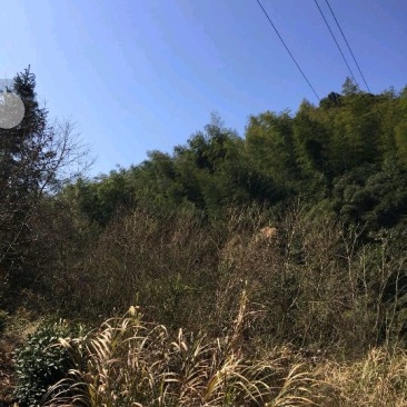 8000亩公益林出租