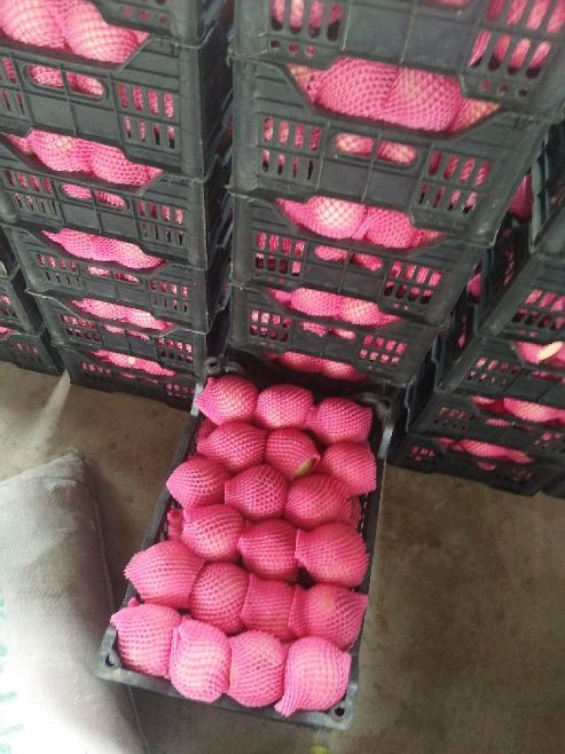 深州大久保桃