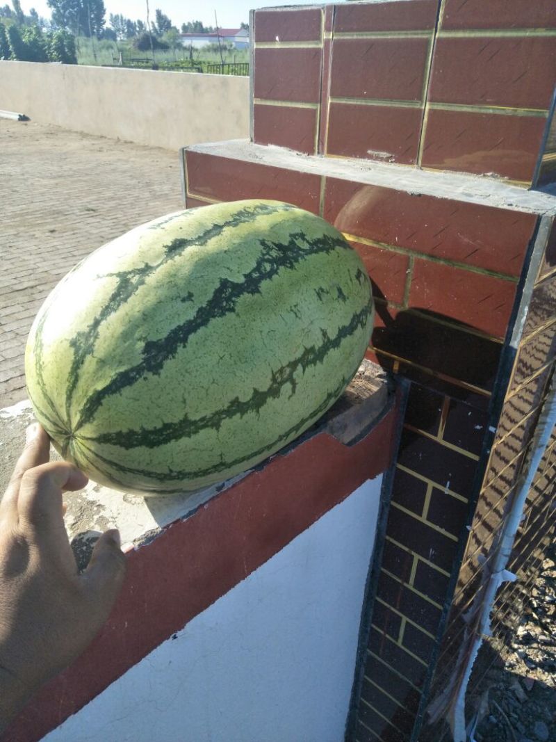 15斤起的大西瓜