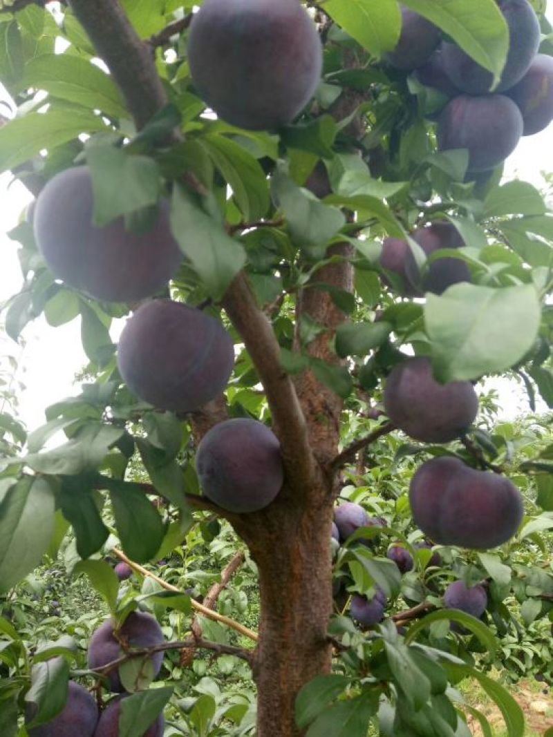 黑霸李子