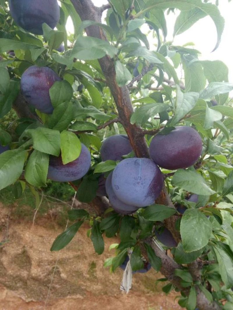 黑霸李子