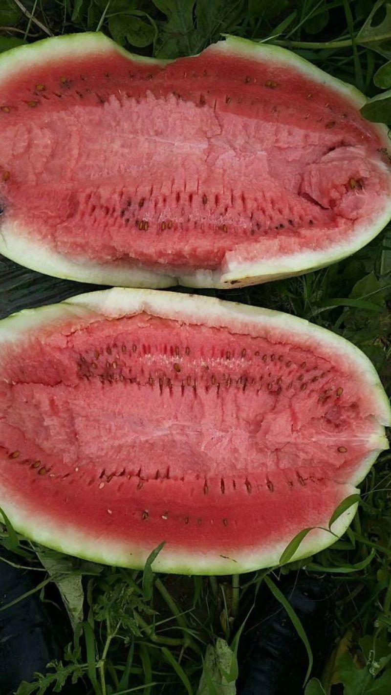 西瓜