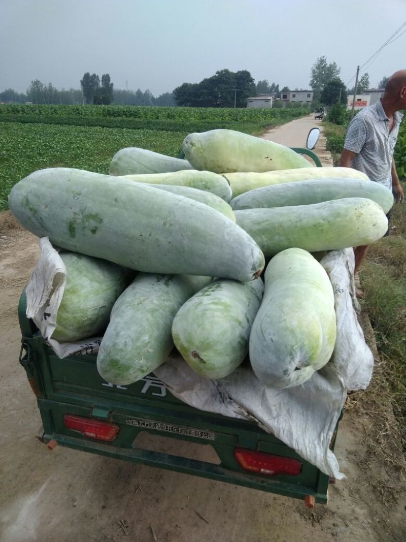 兴蔬墨地龙黑冬瓜大量上市。