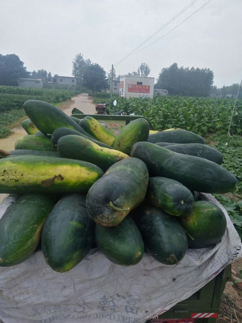 兴蔬墨地龙黑冬瓜大量上市。
