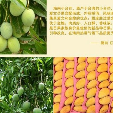 台农苗1cm以下