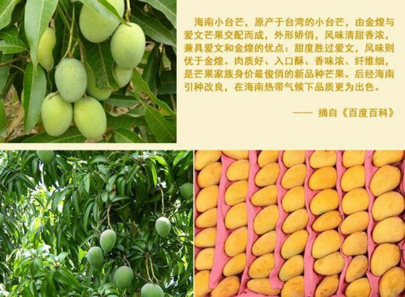 台农苗1cm以下