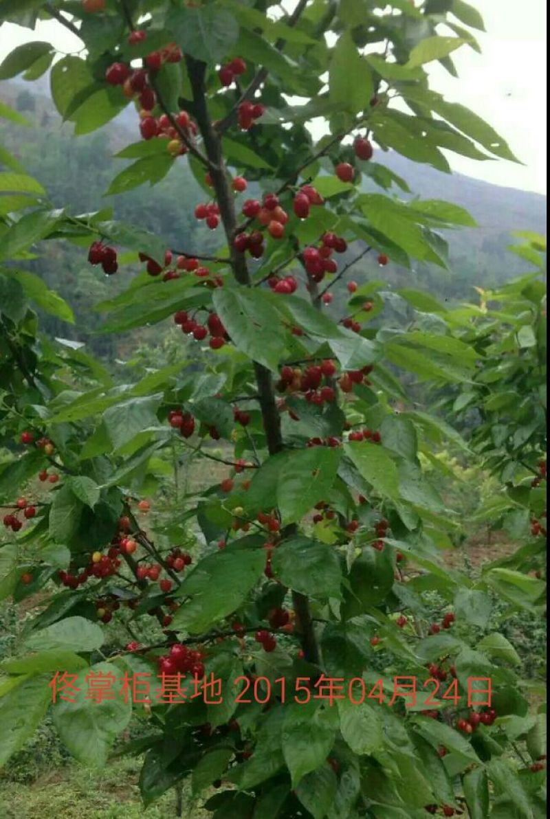 樱桃苗3年挂果大苗种植首年有果吃纯甜风味特佳
