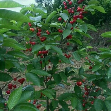 樱桃苗3年挂果大苗种植首年有果吃纯甜风味特佳