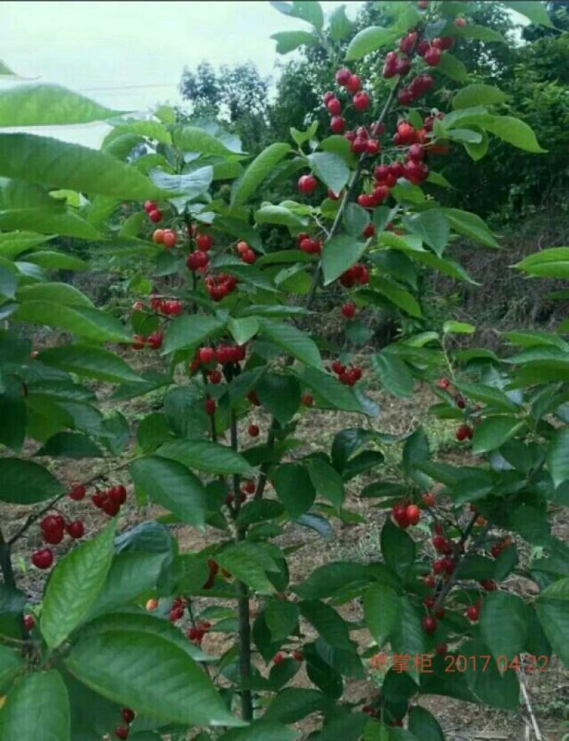 樱桃苗3年挂果大苗种植首年有果吃纯甜风味特佳