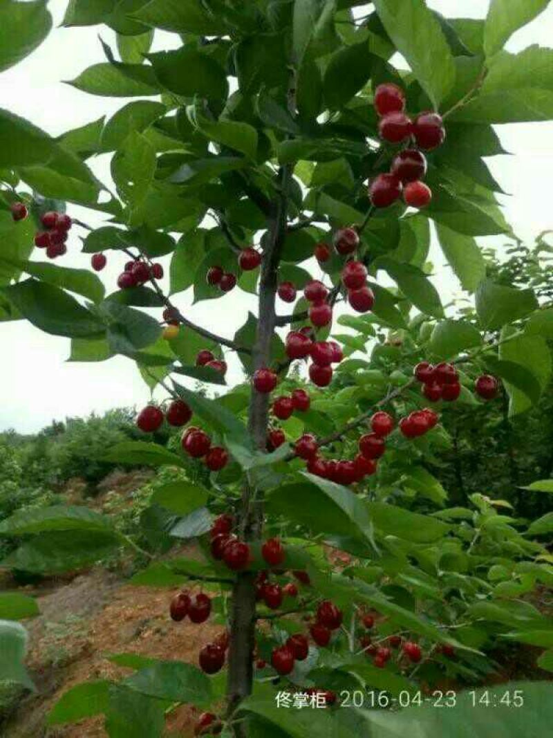 樱桃苗3年挂果大苗种植首年有果吃纯甜风味特佳