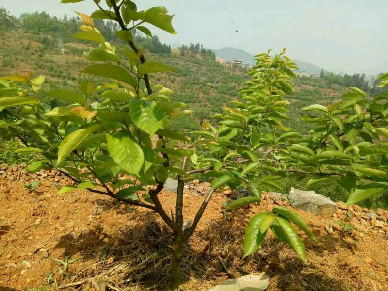 樱桃苗3年挂果大苗种植首年有果吃纯甜风味特佳