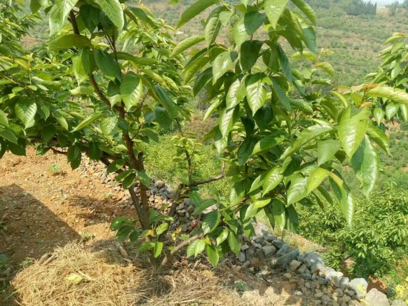 樱桃苗3年挂果大苗种植首年有果吃纯甜风味特佳