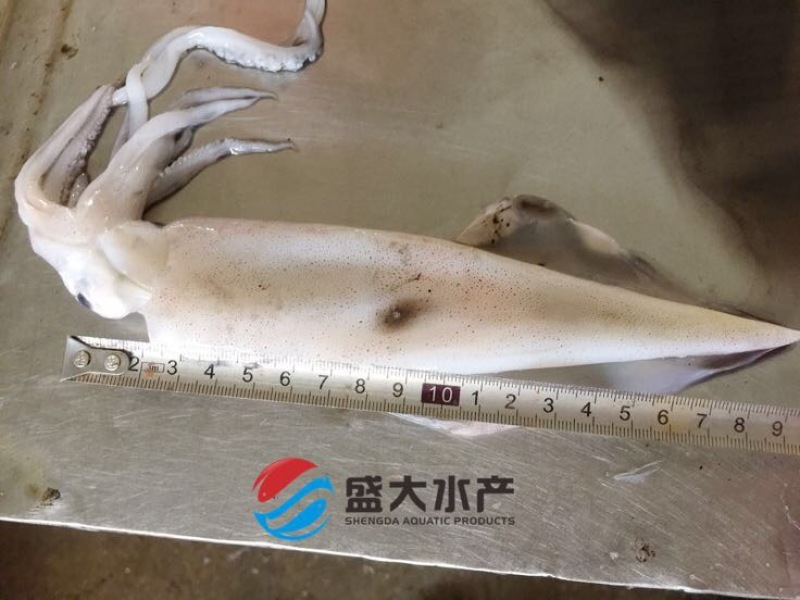 鱿鱼速冻体长16-20厘米手钓东山岛鱿鱼，产地发货