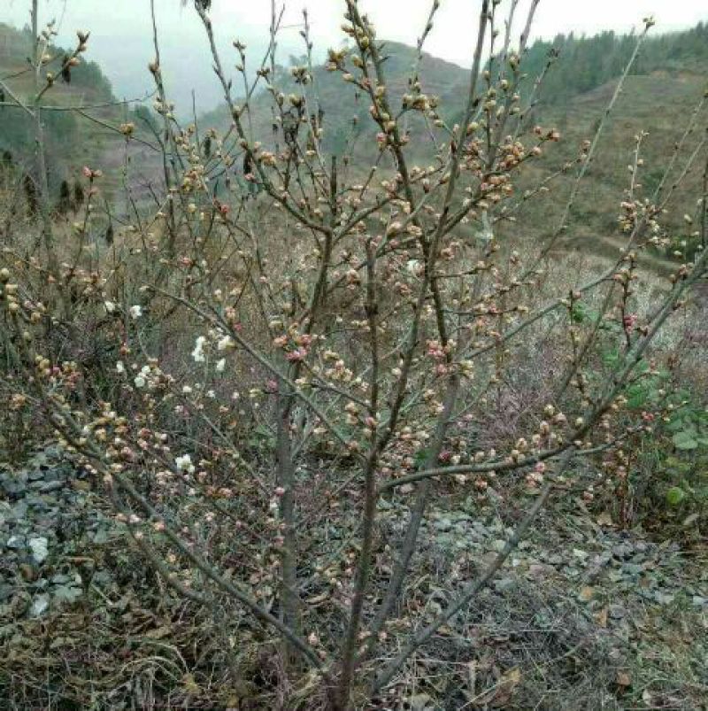 樱桃苗3年大苗带土球发货当年挂果的大颗粒甜樱桃苗