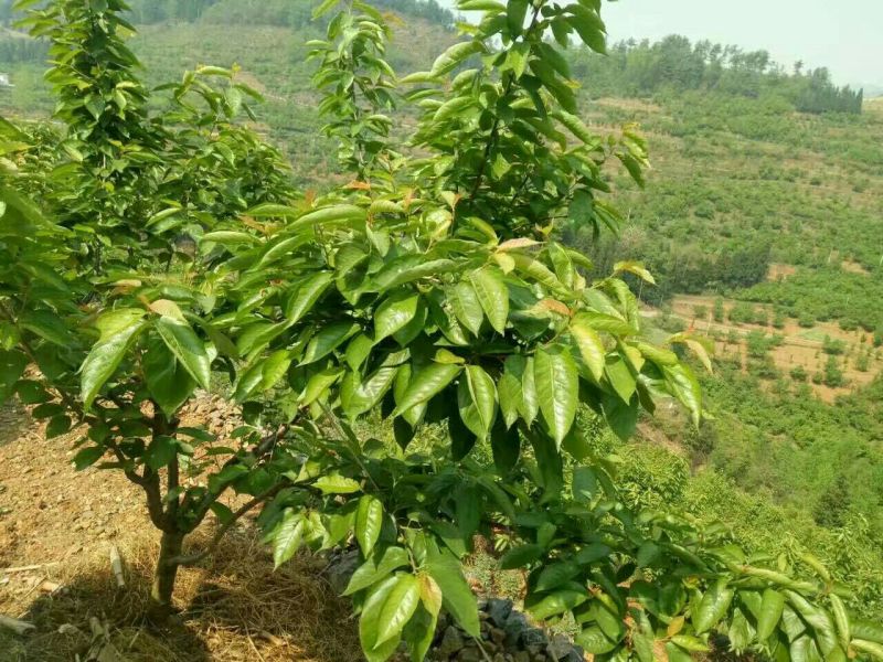 樱桃苗3年大苗带土球发货当年挂果的大颗粒甜樱桃苗