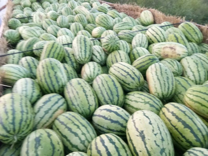 陕西榆阳区沙漠西瓜大量上市8斤打底9成熟1茬