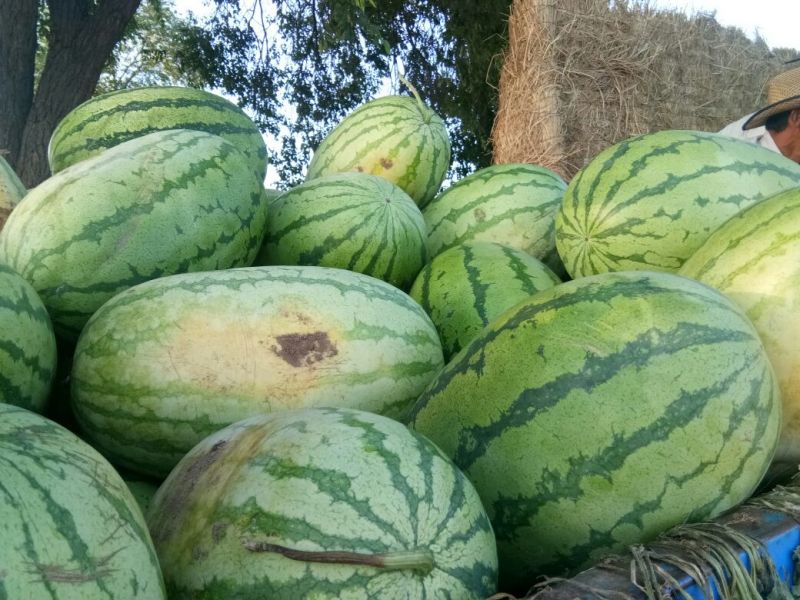 陕西榆阳区沙漠西瓜大量上市8斤打底9成熟1茬