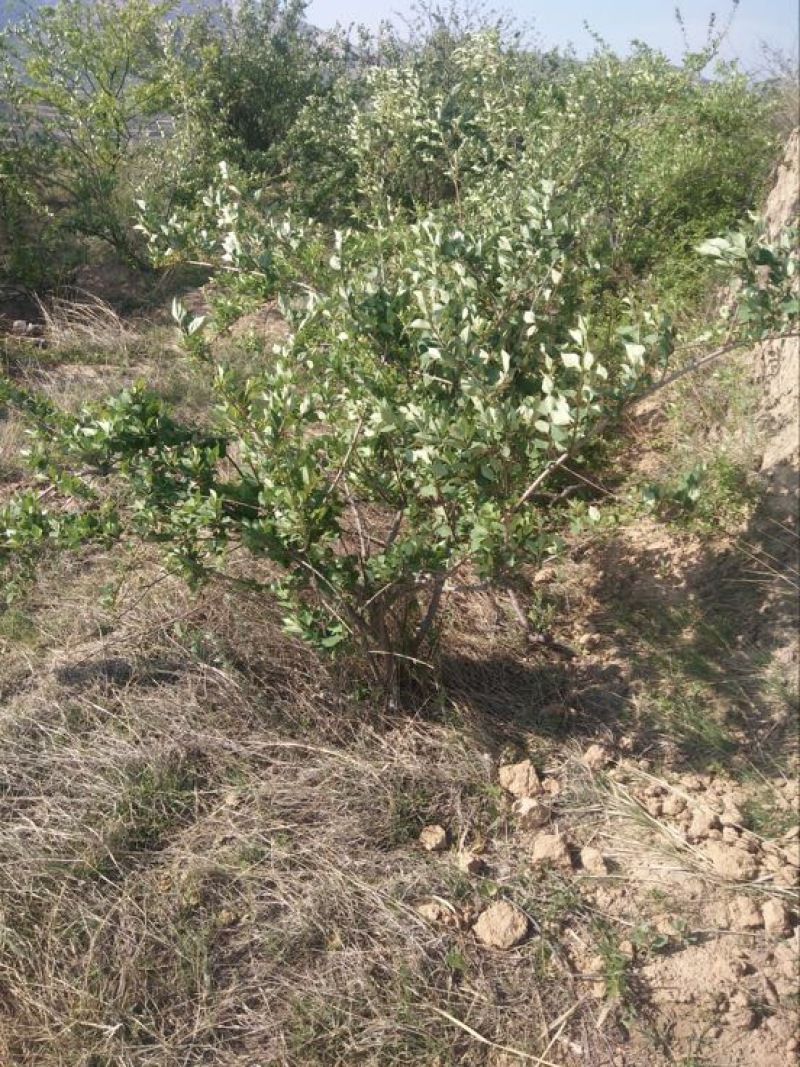 连翘苗1年小苗20~30cm药用连翘树苗