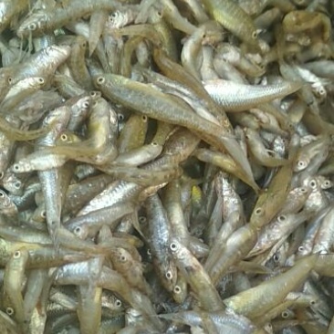 杂鱼干蒸货