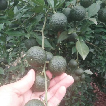 大量供香橙种子