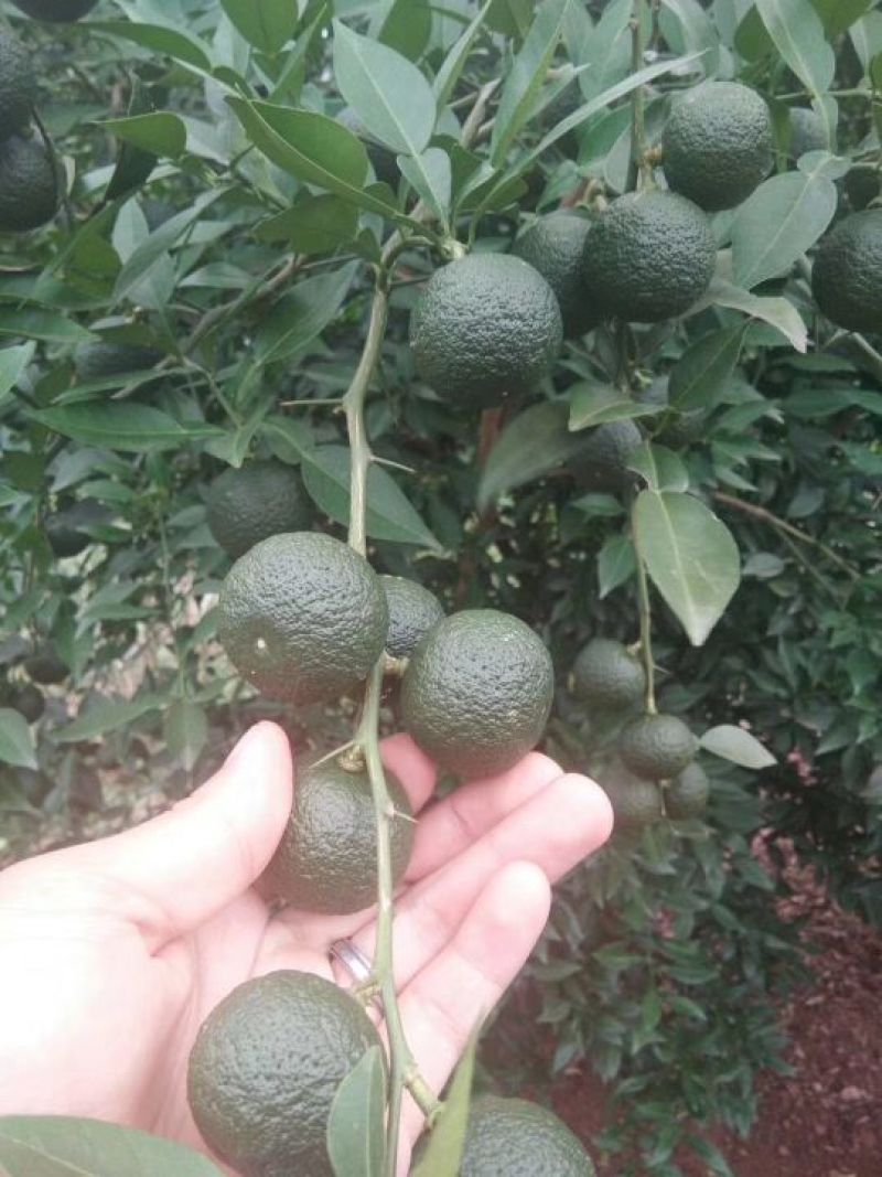 大量供香橙种子