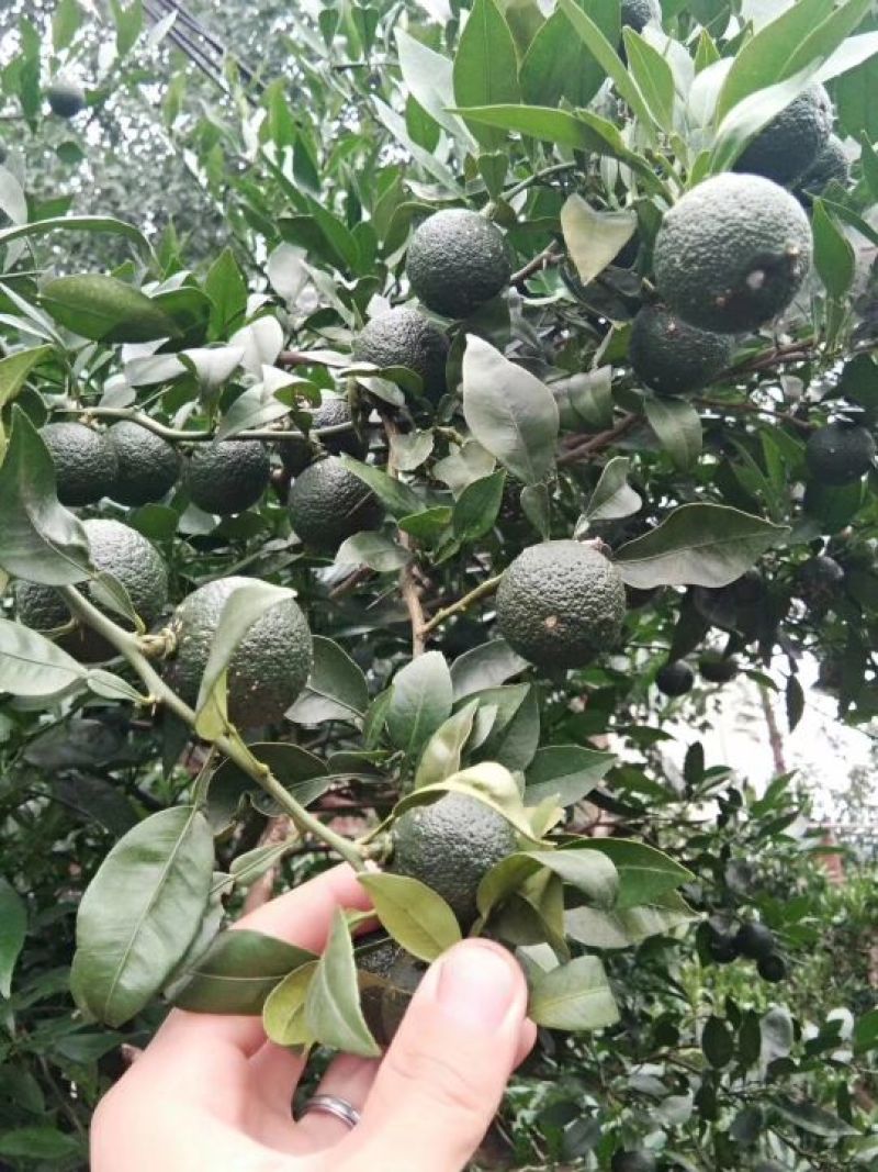 大量供香橙种子