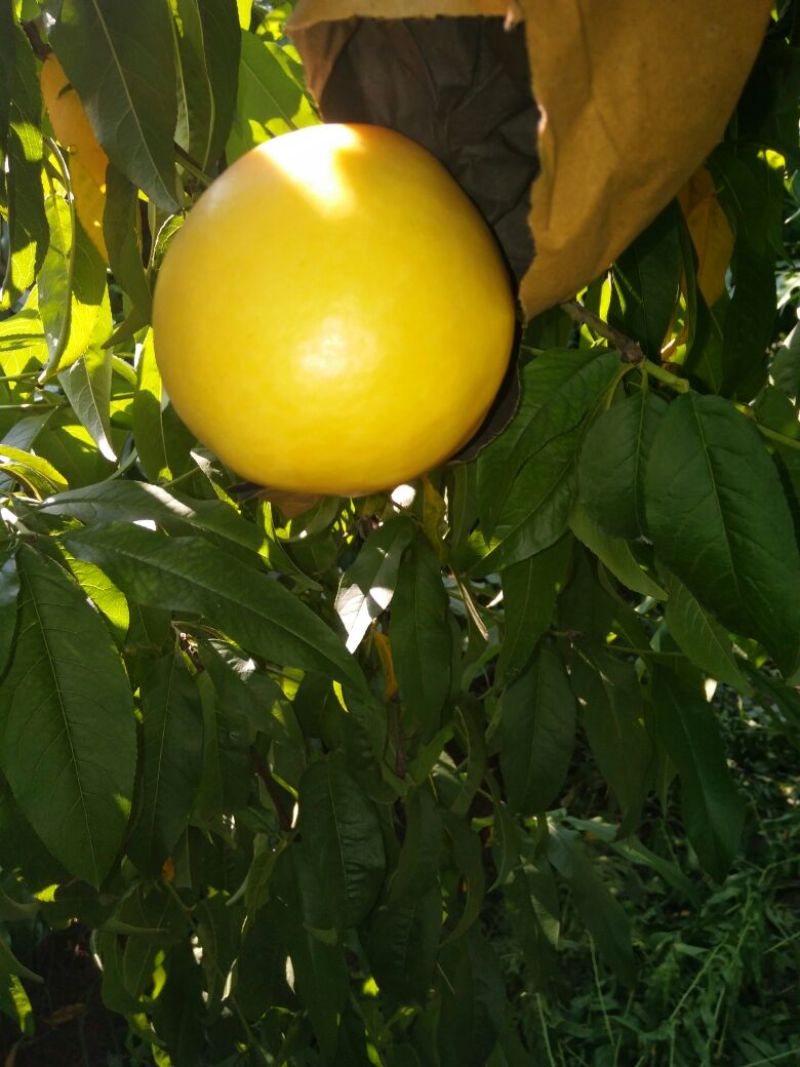 油8桃，黄菊油，纯甜味