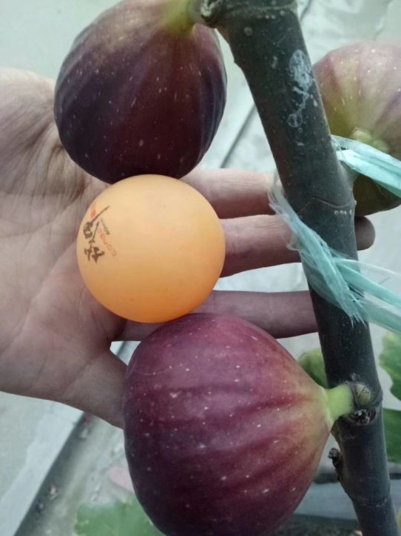 波姬红无花果苗批发包邮发货保证品种当年挂果