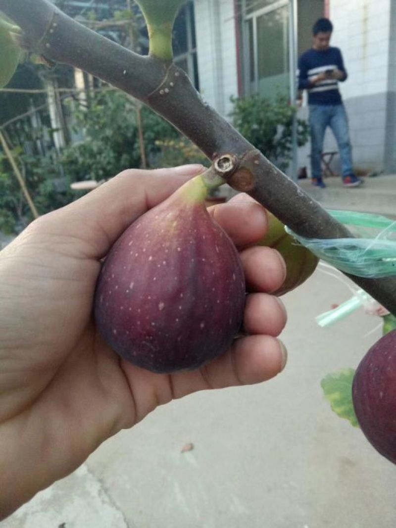 波姬红无花果苗批发包邮发货保证品种当年挂果