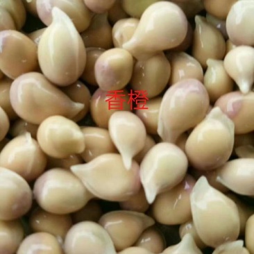 供应香橙种子