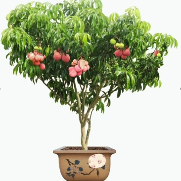 《放心苗》荔枝苗妃子笑嫁接荔枝苗，购苗提供技术