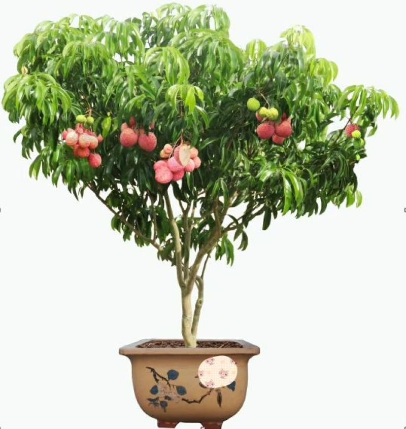 《放心苗》荔枝苗妃子笑嫁接荔枝苗，购苗提供技术