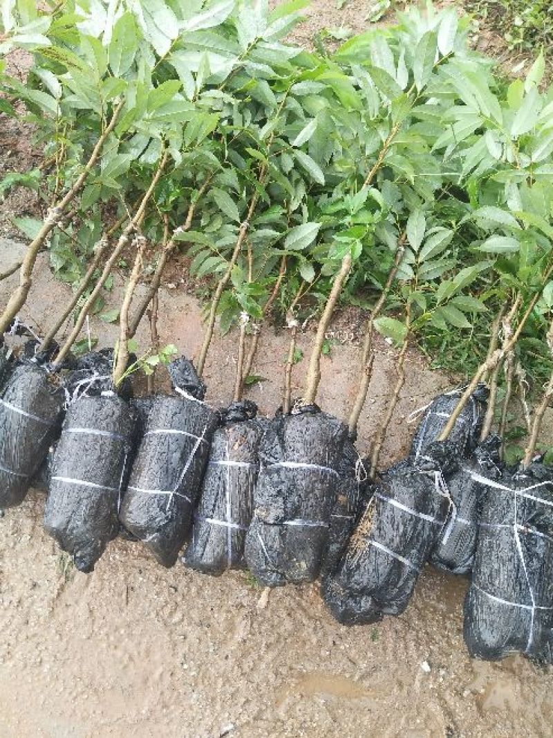 《放心苗》荔枝苗妃子笑嫁接荔枝苗，购苗提供技术
