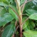 香蕉苗红香蕉苗威廉斯香蕉苗金粉1号香蕉苗