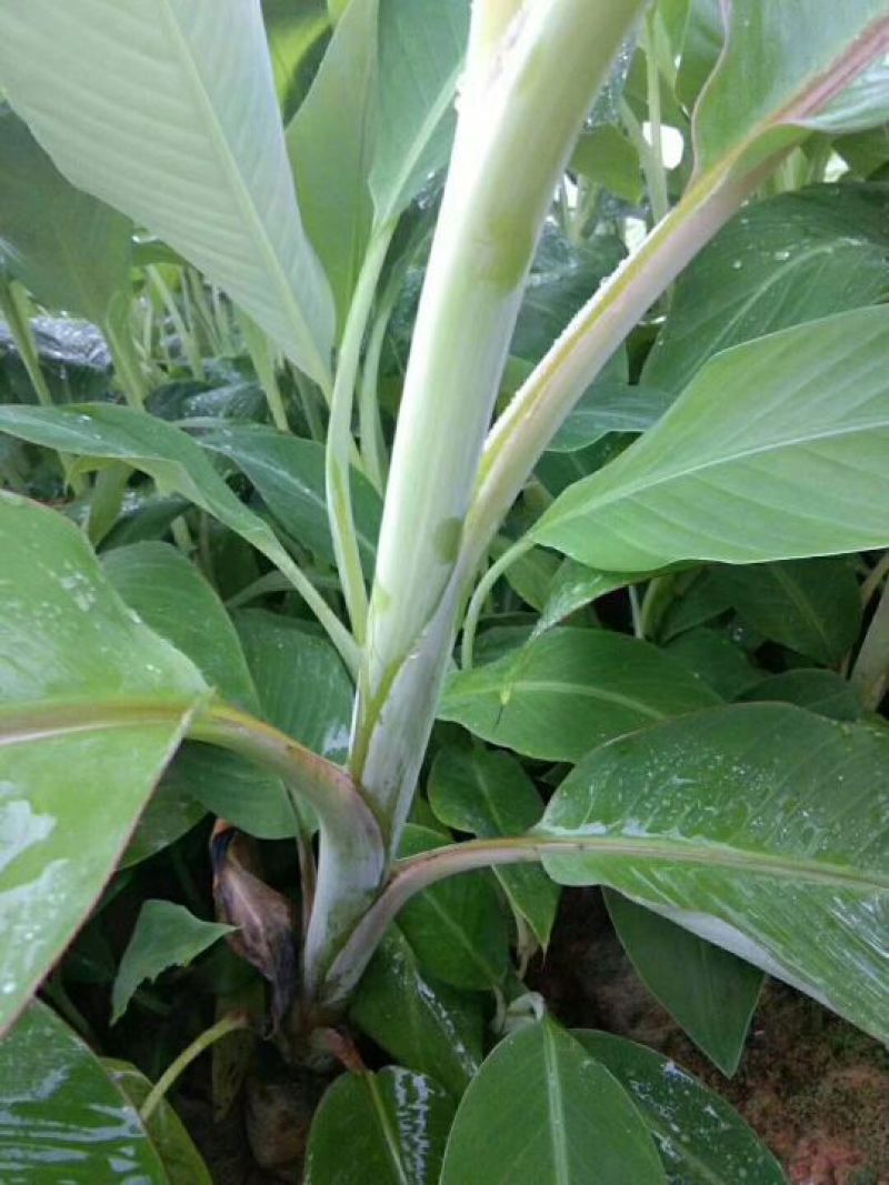 香蕉苗红香蕉苗威廉斯香蕉苗金粉1号香蕉苗
