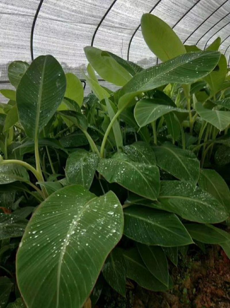香蕉苗红香蕉苗威廉斯香蕉苗金粉1号香蕉苗