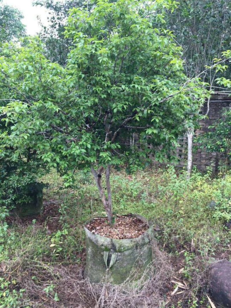 苗嘉宝果树葡萄10年以上大苗