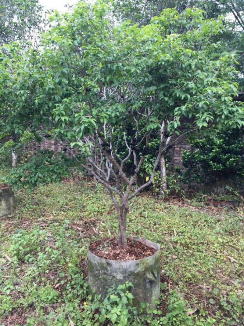 苗嘉宝果树葡萄10年以上大苗