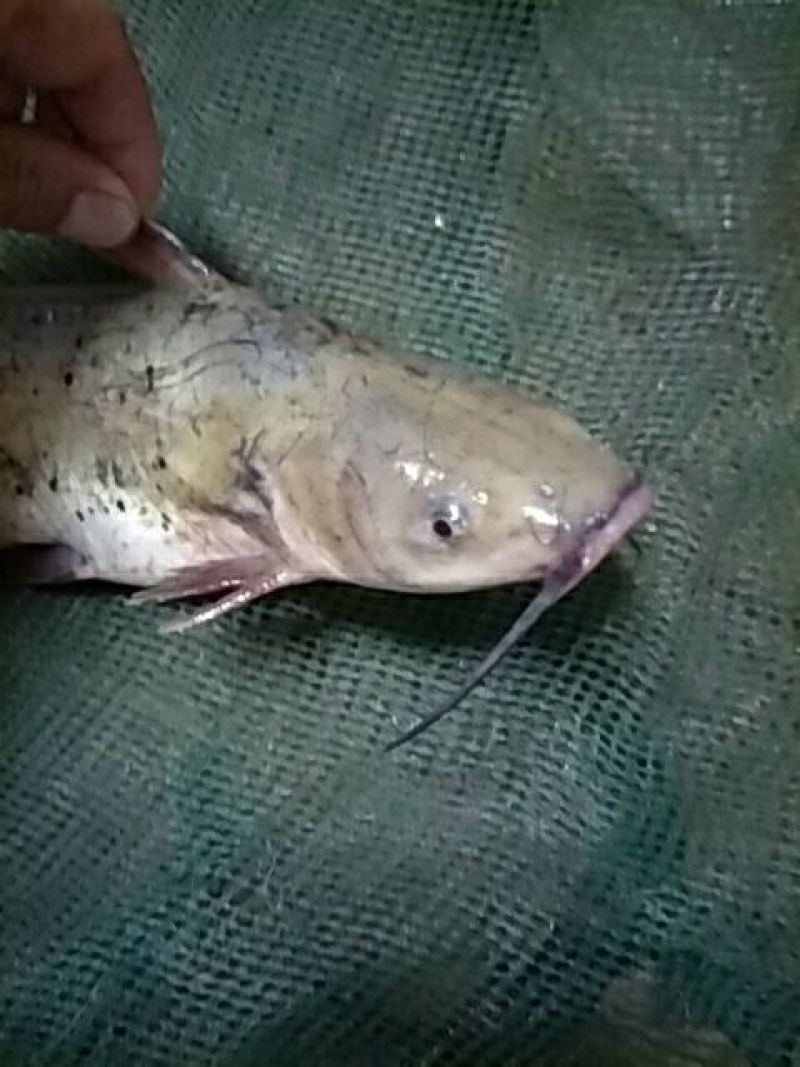 杂鱼