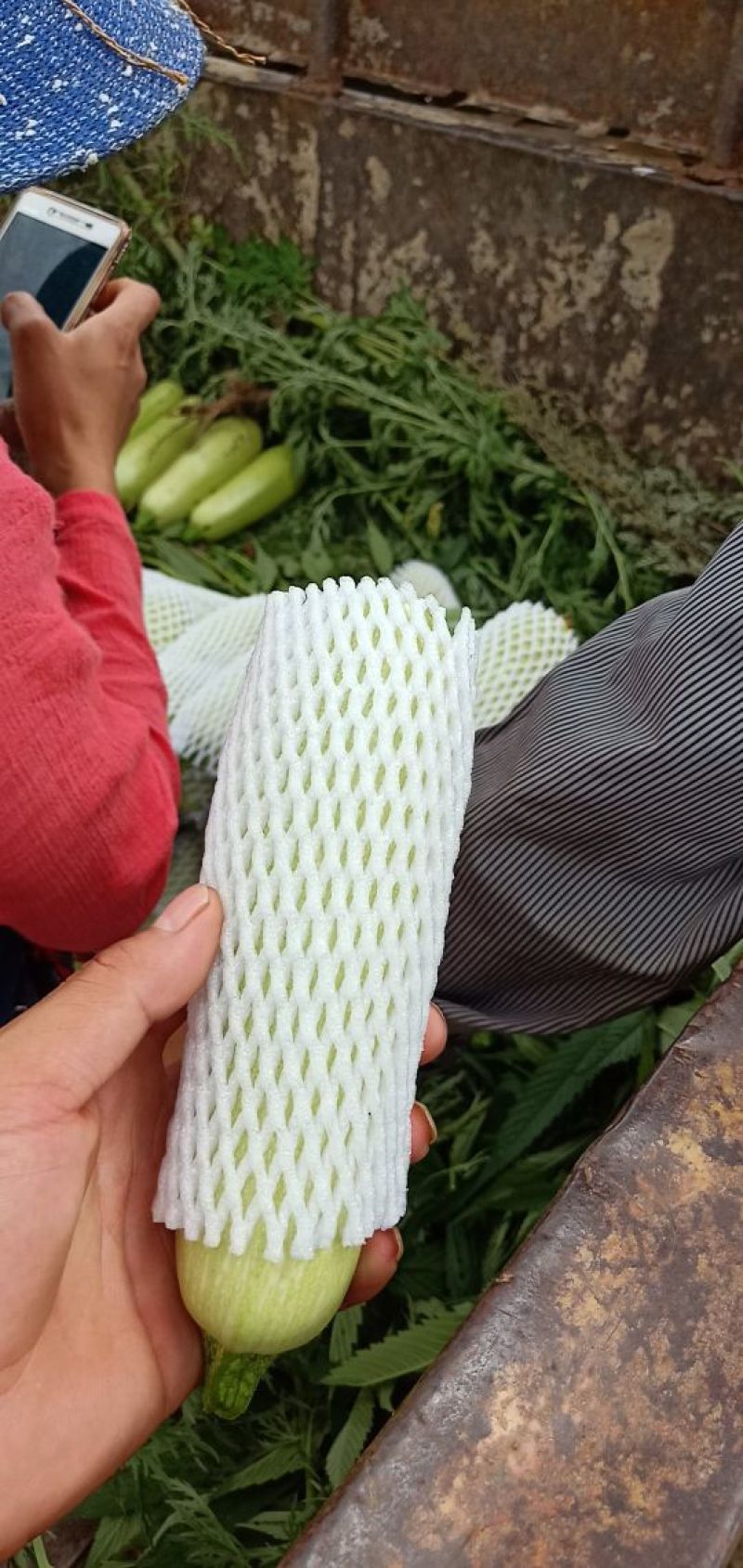 精品西葫芦量大