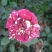 四季玫瑰花大小苗