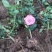 四季玫瑰花大小苗