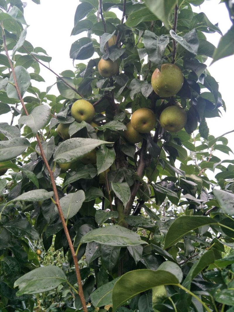 湖北宜城翠冠梨精品梨皮薄汁多大量供应质量保证视频看货