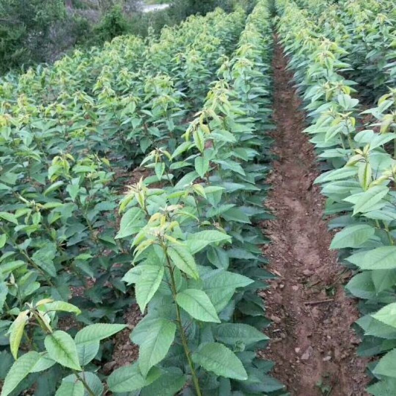 樱桃苗，矮化树，大树，樱桃占木，品种多，