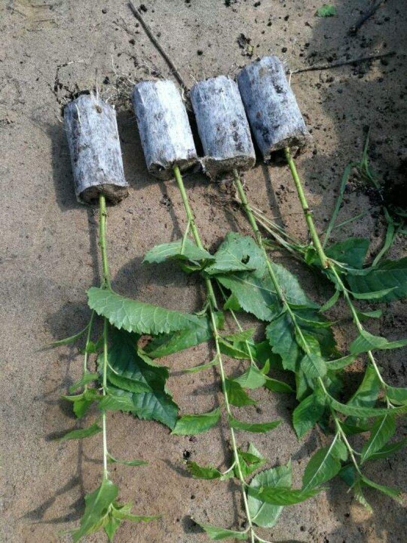 樱桃苗，矮化树，大树，樱桃占木，品种多，